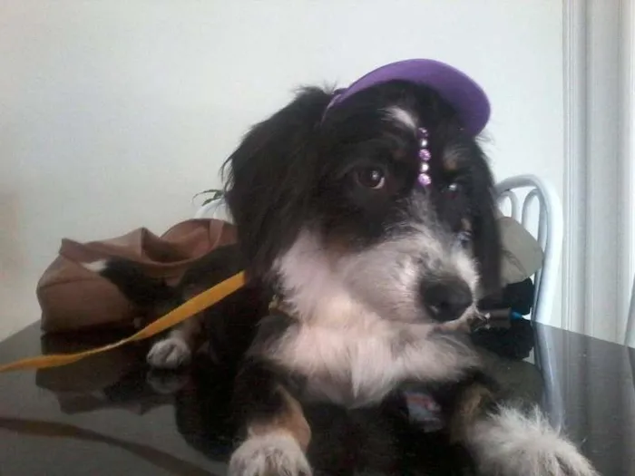 Cachorro ra a SRD idade 5 anos nome Magali