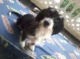 Magali