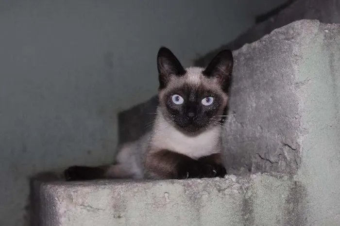 Gato ra a Ciamês idade 2 a 6 meses nome nào tem
