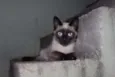 nào tem