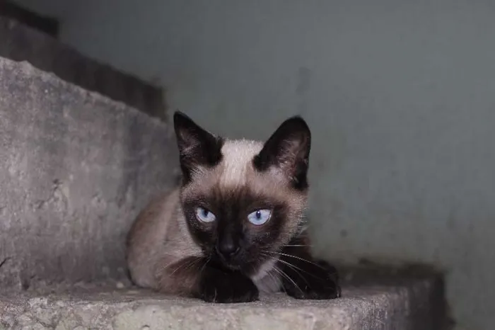 Gato ra a Ciamês idade 2 a 6 meses nome nào tem