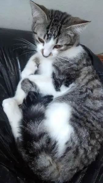 Gato ra a SRD idade 2 a 6 meses nome Bob
