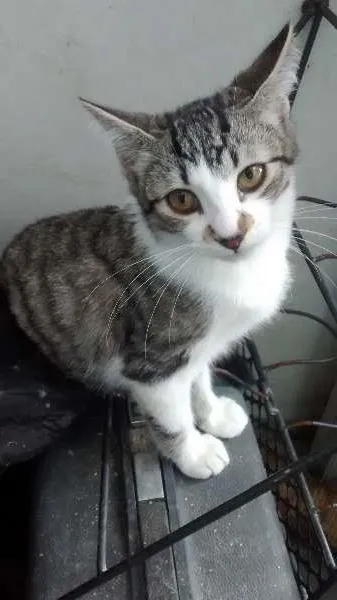Gato ra a SRD idade 2 a 6 meses nome Bob