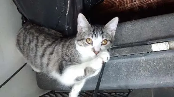 Gato ra a SRD idade 2 a 6 meses nome Bob