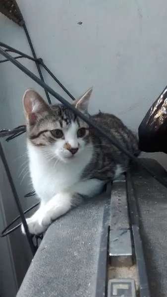 Gato ra a SRD idade 2 a 6 meses nome Bob