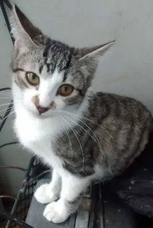 Gato raça SRD idade 2 a 6 meses nome Bob