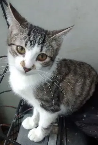 Gato ra a SRD idade 2 a 6 meses nome Bob