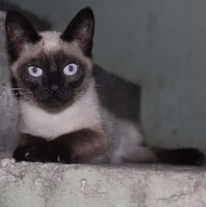 Gato raça Ciamês idade 2 a 6 meses nome nào tem