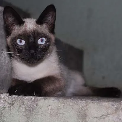 Gato ra a Ciamês idade 2 a 6 meses nome nào tem