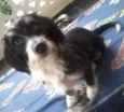 Magali