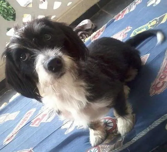 Cachorro ra a SRD idade 5 anos nome Magali