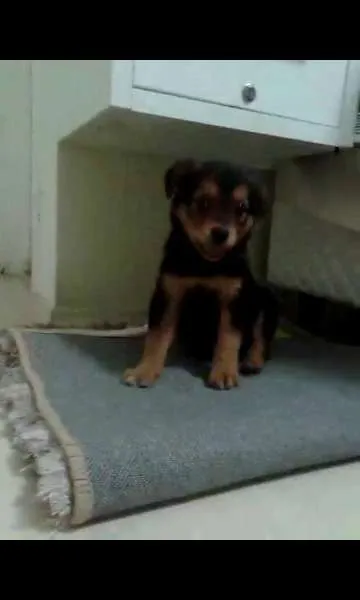 Cachorro ra a SRD idade Abaixo de 2 meses nome ....