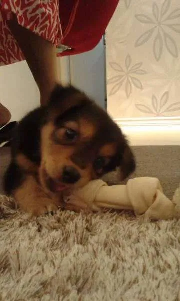 Cachorro ra a SRD idade Abaixo de 2 meses nome ....