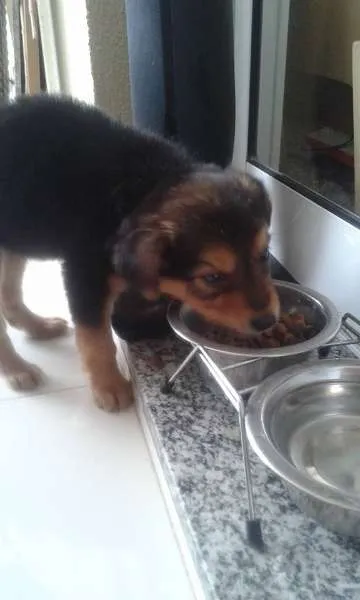 Cachorro ra a SRD idade Abaixo de 2 meses nome ....