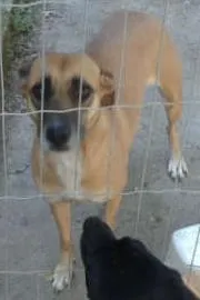 Cachorro raça srd idade 3 anos nome Princesa