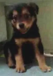 Cachorro ra a SRD idade Abaixo de 2 meses nome ....