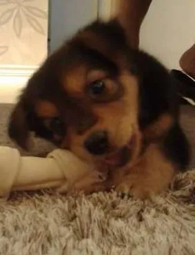 Cachorro raça SRD idade Abaixo de 2 meses nome ....