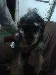 belinha