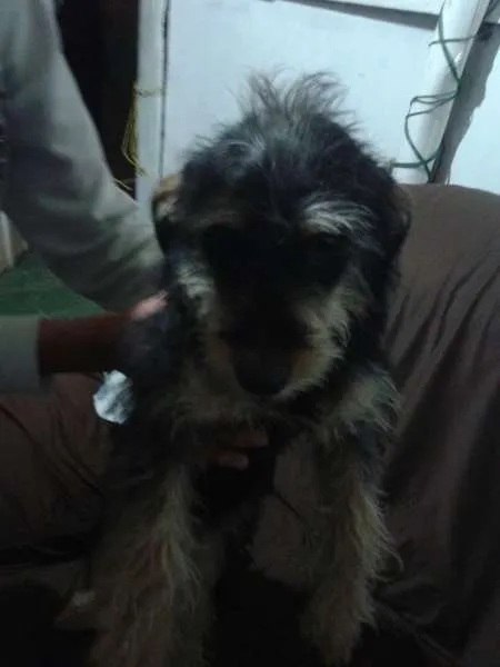 Cachorro ra a mix com york idade 7 a 11 meses nome belinha