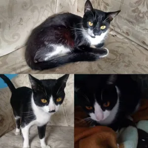 Gato raça SRD idade 7 a 11 meses nome Yuri.. Felix.. Brenda