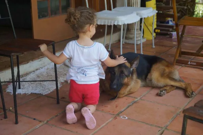 Cachorro ra a Pastor Alemão idade 2 anos nome Ezco