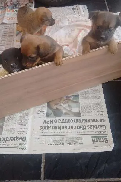 Cachorro raça Vira lata idade Abaixo de 2 meses nome -