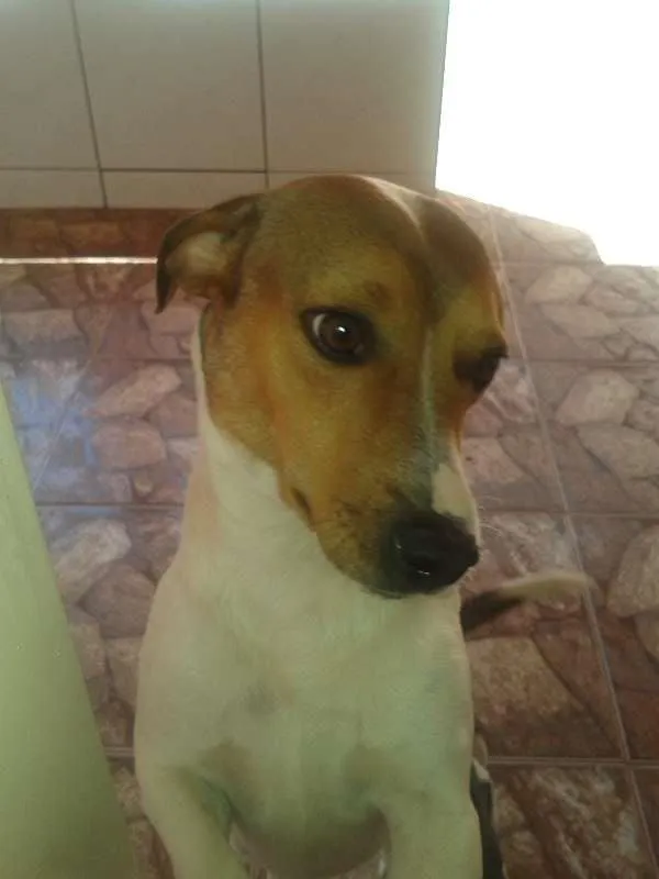 Cachorro ra a Linguiça idade 2 anos nome Bob Leitão