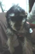 belinha