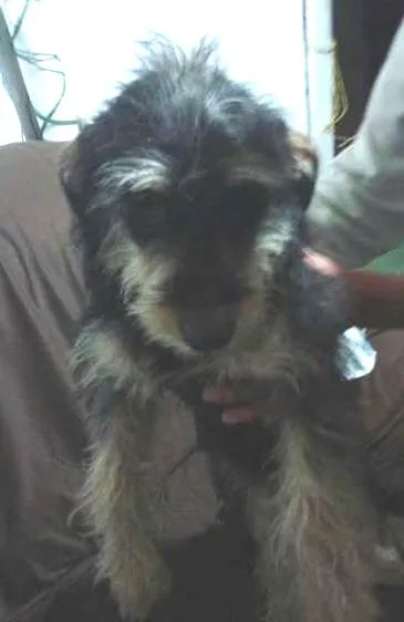 Cachorro ra a mix com york idade 7 a 11 meses nome belinha