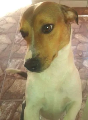 Cachorro raça Linguiça idade 2 anos nome Bob Leitão