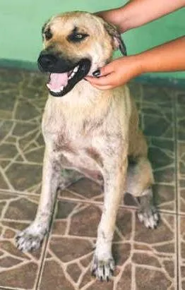 Cachorro raça SRD idade 1 ano nome GIGANTE