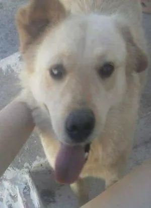 Cachorro raça SRD idade 5 anos nome TPRINCESA