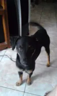BOB