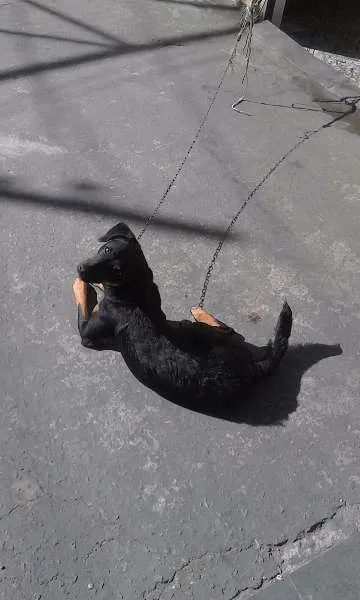 Cachorro ra a VIRA LATA idade 1 ano nome BOB