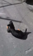 BOB