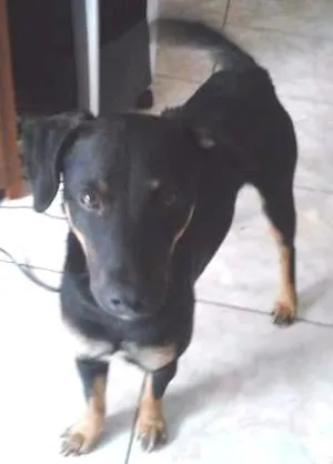 Cachorro raça VIRA LATA idade 1 ano nome BOB