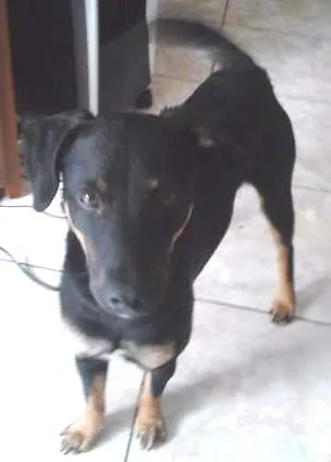 Cachorro ra a VIRA LATA idade 1 ano nome BOB