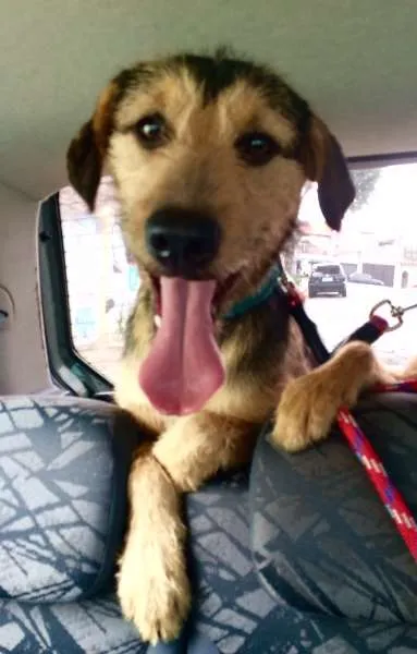 Cachorro ra a SRD idade 1 ano nome Tony Tornado