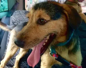 Cachorro raça SRD idade 1 ano nome Tony Tornado
