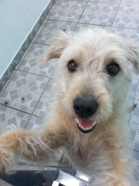 Cachorro ra a sem raça definida idade 3 anos nome Lola