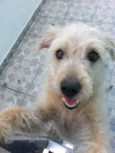 Lola