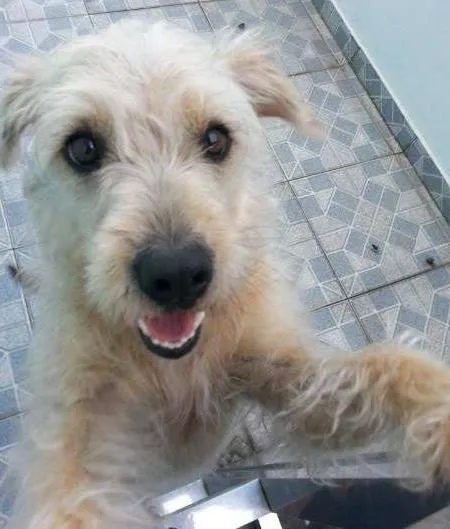 Cachorro ra a sem raça definida idade 3 anos nome Lola