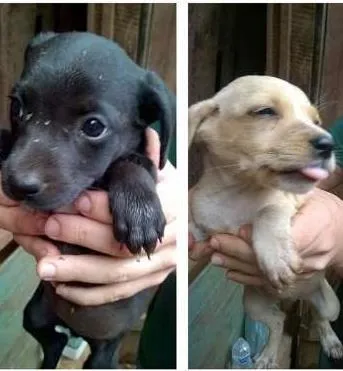 Cachorro ra a  idade Abaixo de 2 meses nome laila, lili, lolita