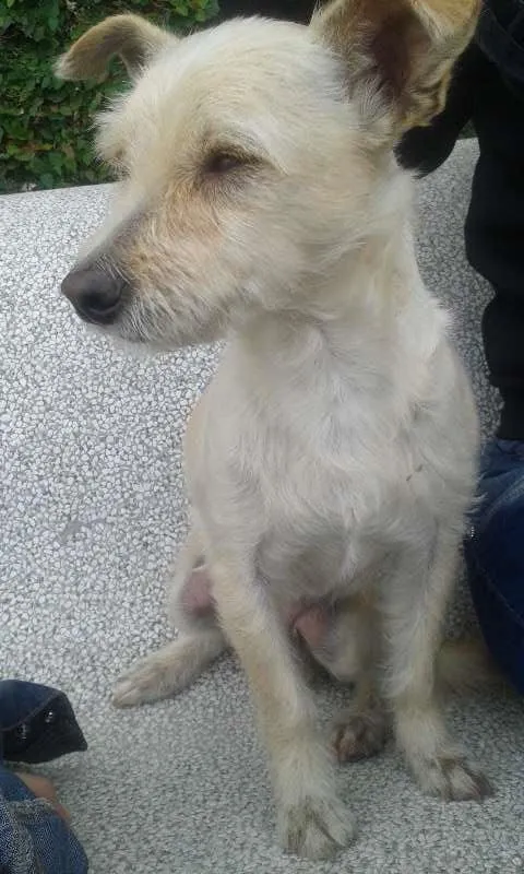 Cachorro ra a  idade  nome Não sei o nome dele