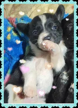 Cachorro ra a sem raça idade Abaixo de 2 meses nome Filhotes para adoção
