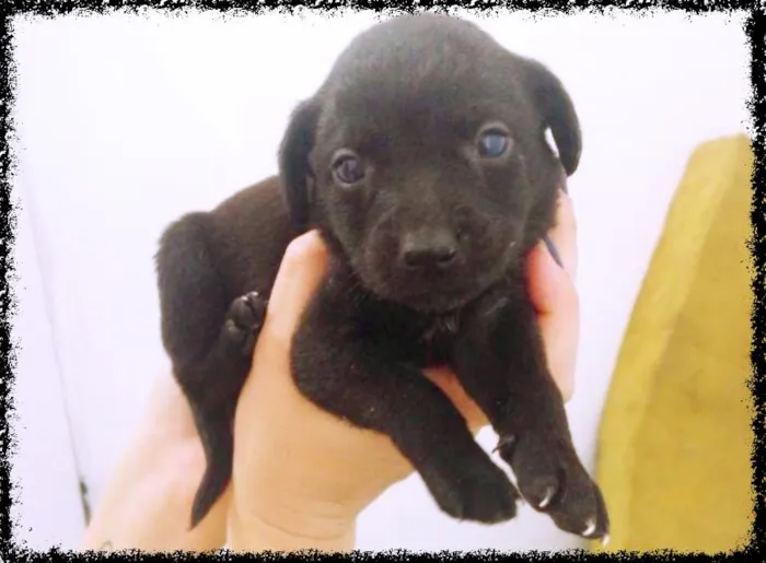 Cachorro ra a vira lata idade Abaixo de 2 meses nome Doce