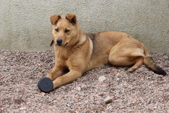 Cachorro ra a SRD idade 7 a 11 meses nome Autela