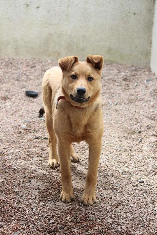 Cachorro ra a SRD idade 7 a 11 meses nome Autela
