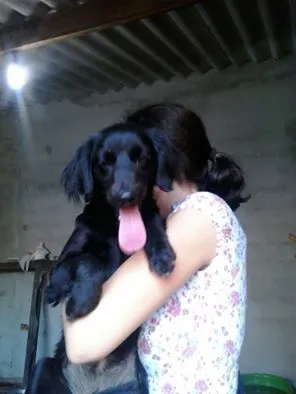 Cachorro ra a SRD idade 1 ano nome Pretinha Báscia
