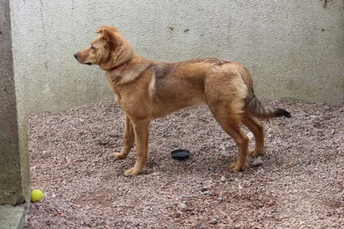 Cachorro ra a SRD idade 7 a 11 meses nome Autela